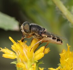 Stratiomyini