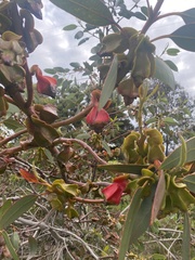 Eucalyptus tetraptera