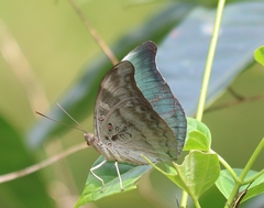 Dophla evelina