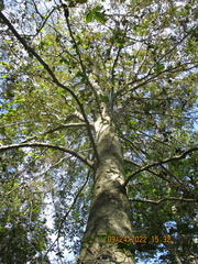 Litylenchus crenatae