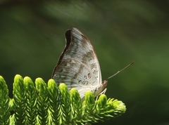 Dophla evelina