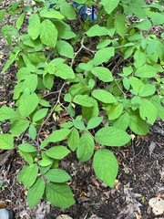 Dirca palustris