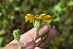 Aldama cordifolia