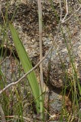 Thelymitra macrophylla