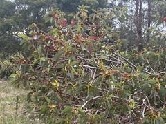 Eucalyptus tetraptera