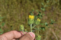 Aldama cordifolia