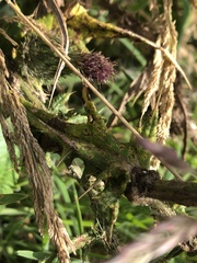 Cirsium vulgare