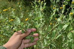 Aldama cordifolia