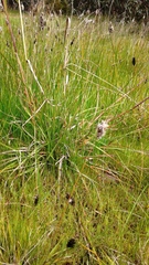 Enneapogon nigricans