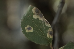 Stigmella plagicolella