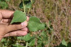 Aldama cordifolia