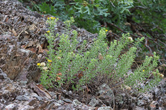 Heterotheca hirsuta