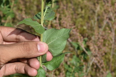 Aldama cordifolia