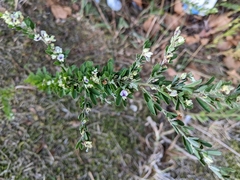 Lespedeza cuneata