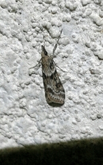 Eudonia angustea
