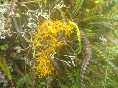 Teloschistes flavicans
