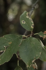 Stigmella plagicolella