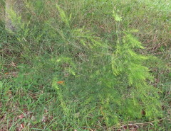 Asparagus officinalis