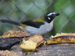 Saltator atripennis