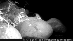 Philander opossum