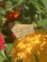 Atalopedes campestris