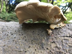 Pleurotus populinus