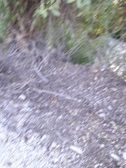 Populus angustifolia