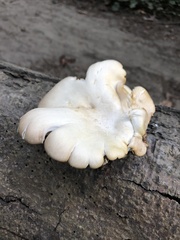 Pleurotus populinus