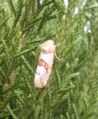 Schinia chrysellus