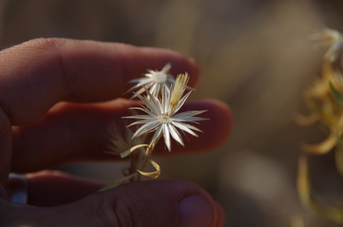 Image of Pegolettia oxyodonta by (c) Eric Knight, some rights reserved (CC BY)
