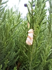 Schinia chrysellus