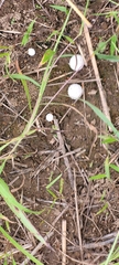 Lycoperdon curtisii