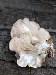 Pleurotus populinus