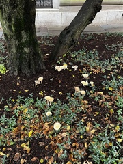 Amanita multisquamosa