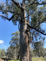 Angophora floribunda