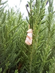 Schinia chrysellus