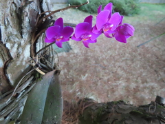 Phalaenopsis