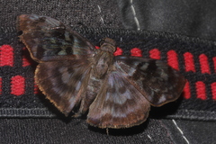 Ebrietas anacreon anacreon