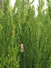 Schinia chrysellus