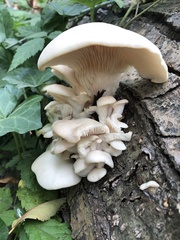 Pleurotus populinus