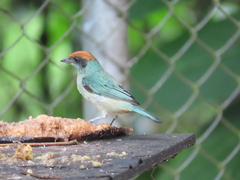 Stilpnia vitriolina