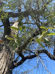 Angophora floribunda