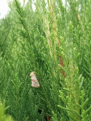 Schinia chrysellus