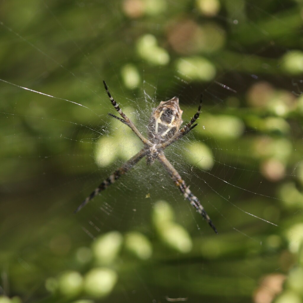 silver-garden-orbweaver-from-point-loma-heights-san-diego-ca-usa-on