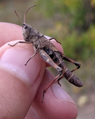 Chloealtis conspersa