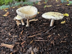 Amanita multisquamosa