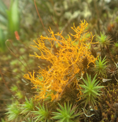 Teloschistes flavicans