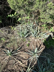 Yucca pallida