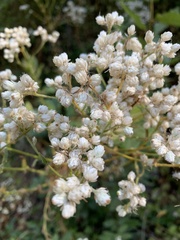 Pseudognaphalium californicum