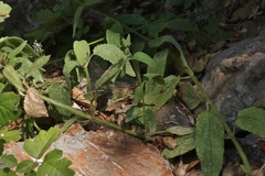 Stachys stebbinsii